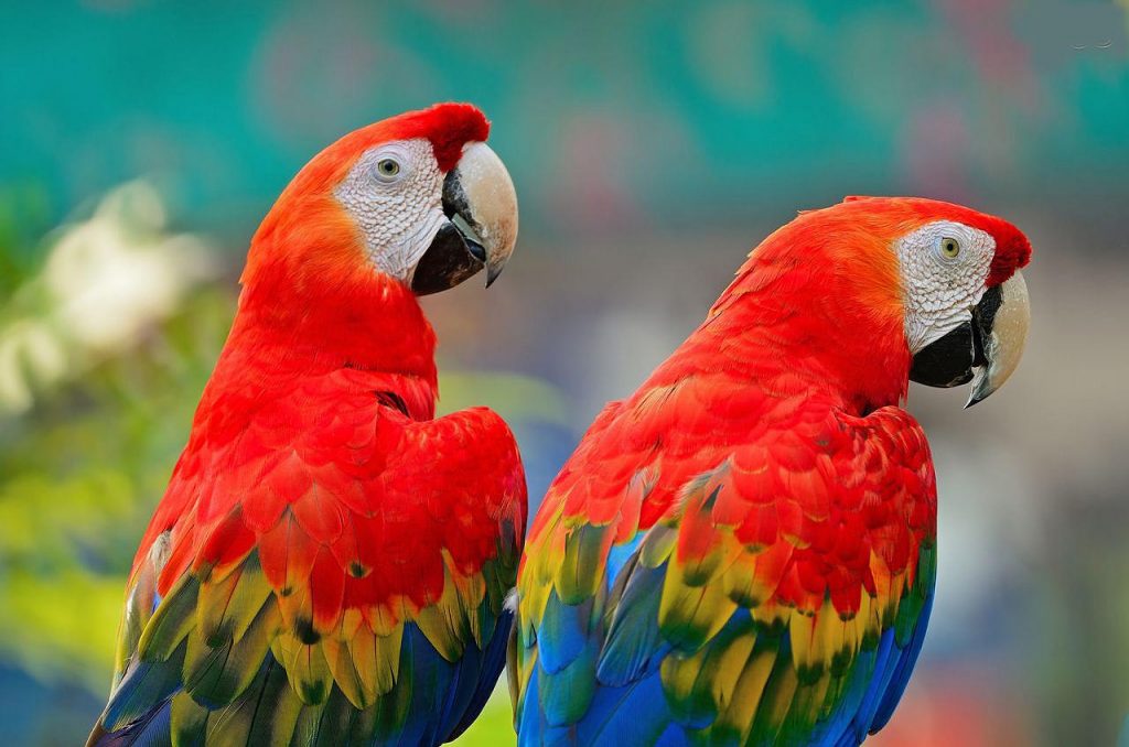 La Guara o Guacamaya Roja, Ave Nacional de Honduras