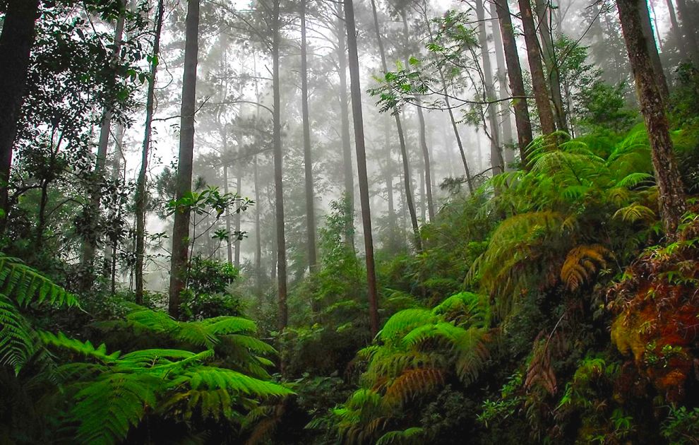 Parque Nacional Cusuco