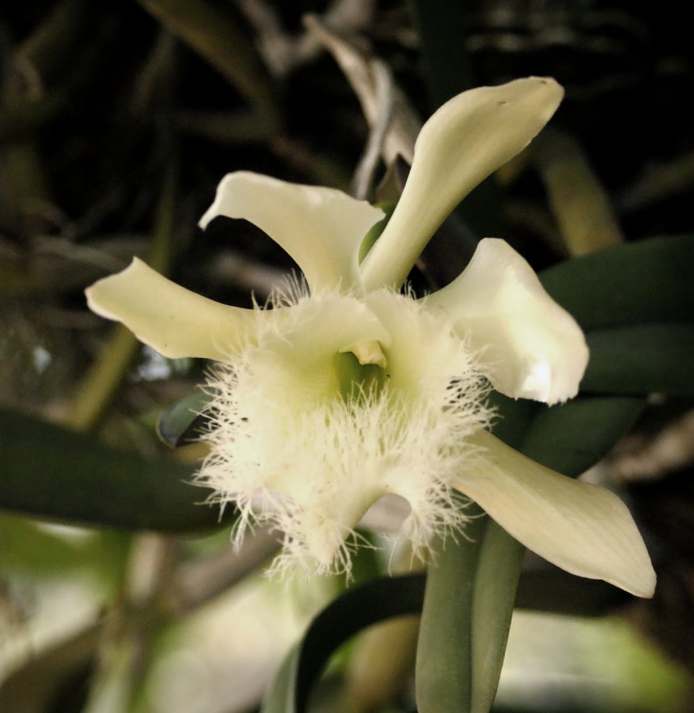 Flor Nacional de Honduras, Orquídea Rhyncholaelia Digbyana.