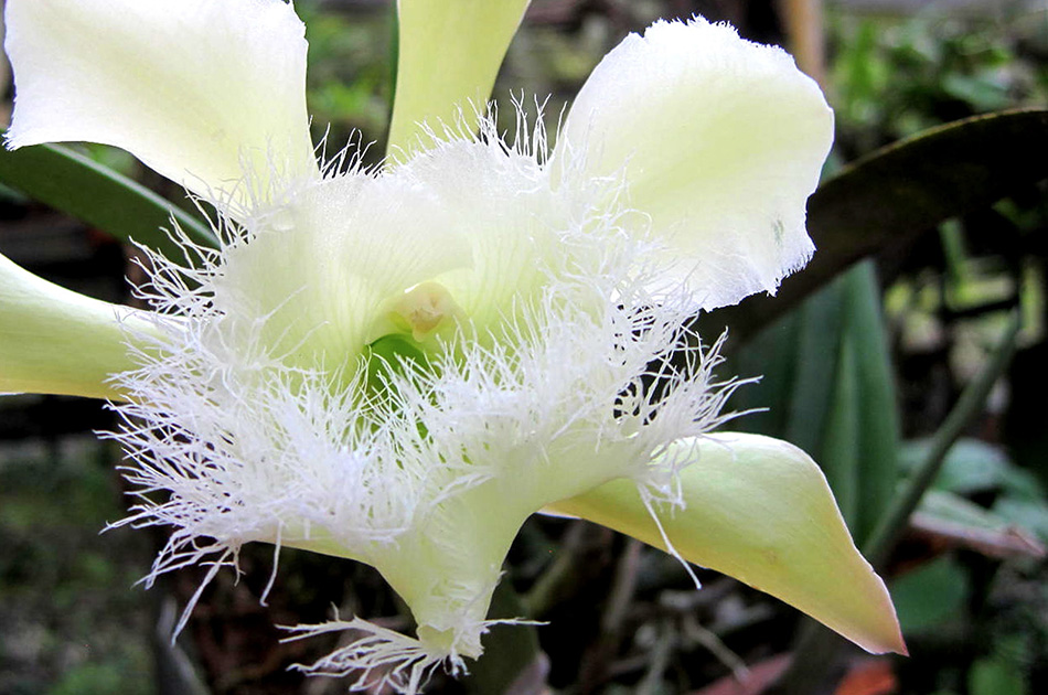 Flor Nacional de Honduras, Orquídea Rhyncholaelia Digbyana.