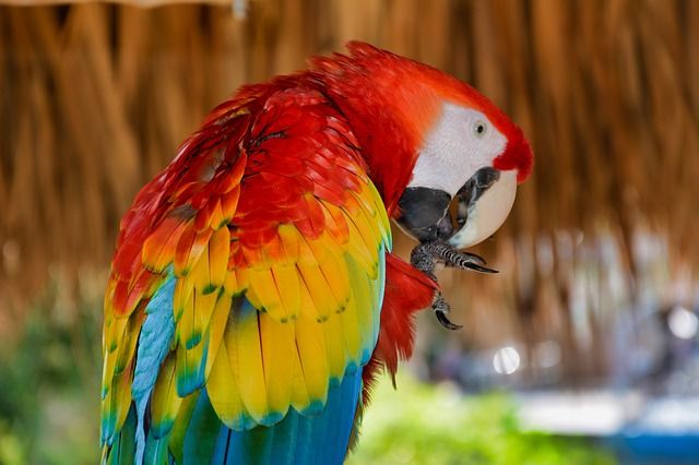 La Guara o Guacamaya Roja, Ave Nacional de Honduras