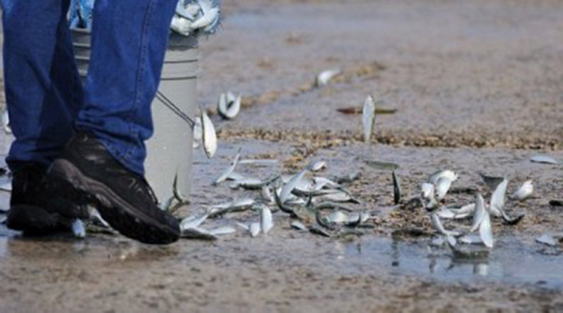 Lluvia de peces, fenómeno natural en Yoro