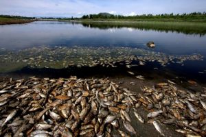 Lluvia de peces, fenómeno natural en Yoro