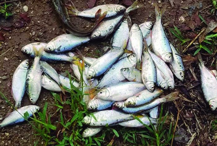 History Channel destaca el fenómeno de la Lluvia de Peces en Yoro