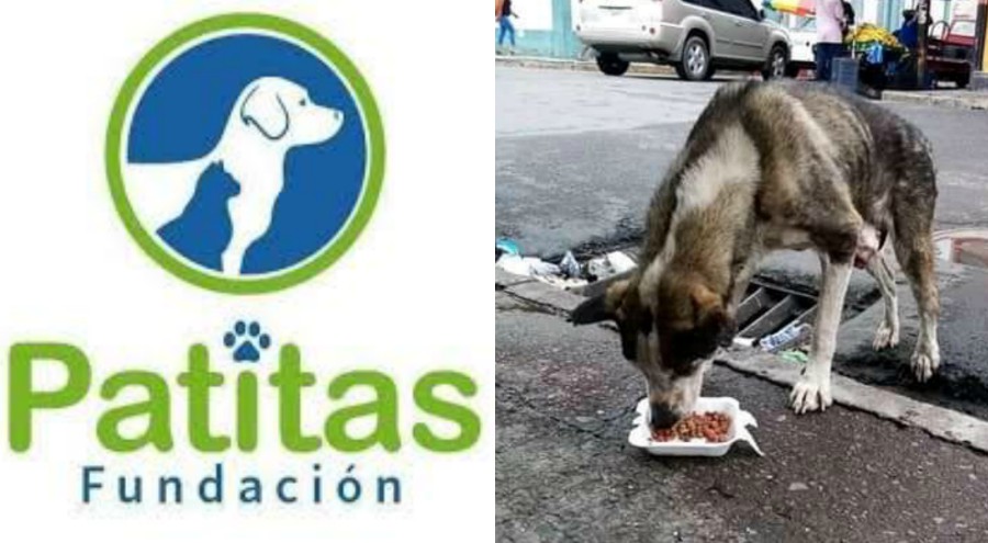 Patitas UNAH  ayuda a los animales durante la pandemia