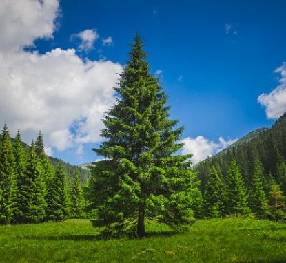 El Pino, árbol nacional de Honduras, símbolo patrio