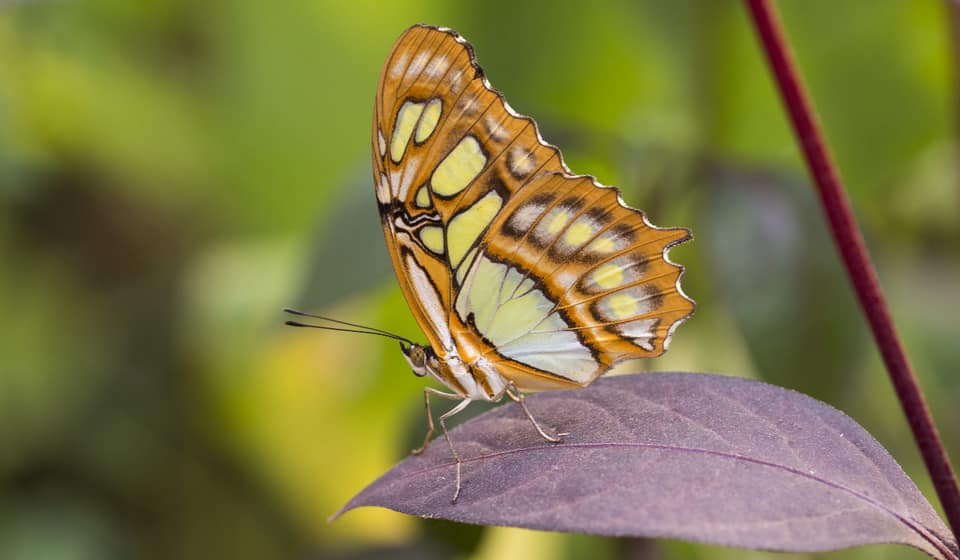 El Festival de “Las mariposas”