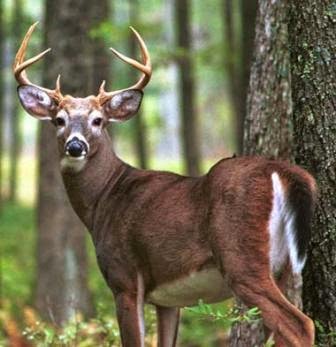 Venado Cola Blanca, símbolo patrio