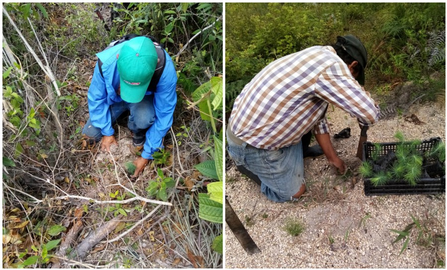 Ficohsa y Larach & Cia crean proyecto de reforestación en La Tigra