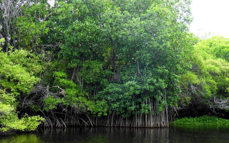 Coddeffagolf realiza reforestación de mangle en Bahía de Chismuyo 