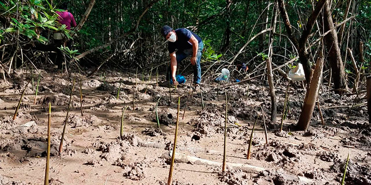 Coddeffagolf hizo reforestación con mangle en Bahía de Chismuyo