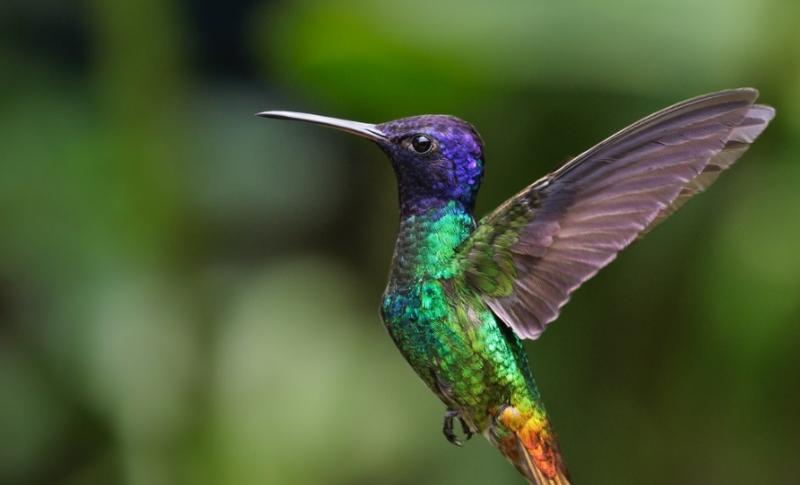 Colibríes ayudan a recuperar el turismo de Honduras