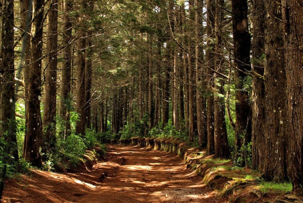 Parque Nacional Montecristo Trifinio