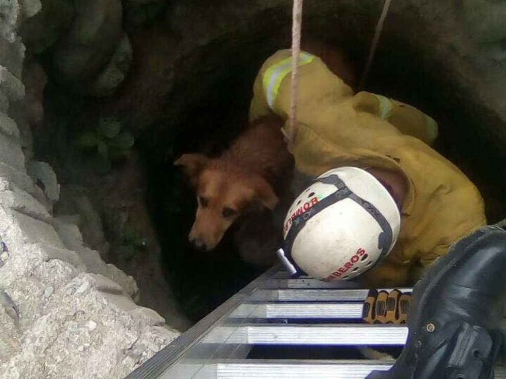 Bomberos de Choluteca rescataron a un perro que cayó en un pozo