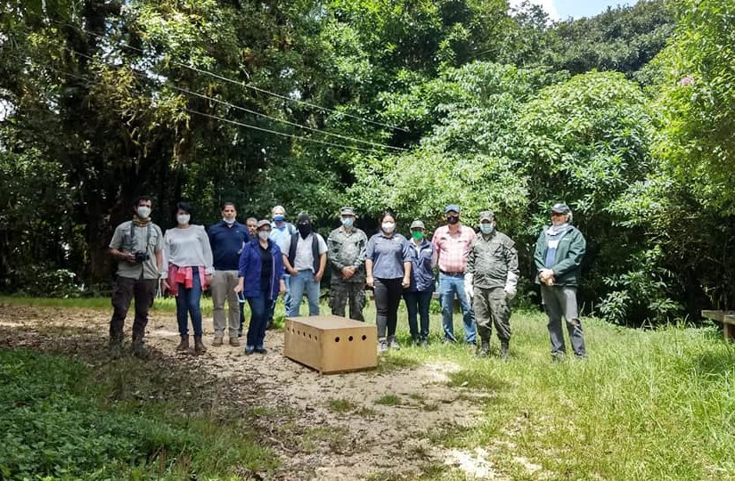 Realizan liberación de un tigrillo en La Tigra, Honduras