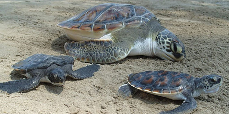 Proyecto Veda 2020 liberará tortugas golfinas 