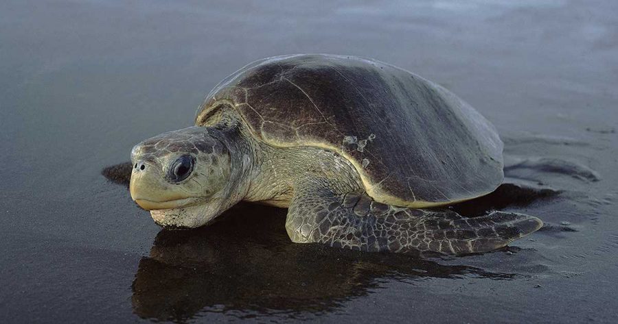Crean «Proyecto Veda 2020» para ayudar a la tortuga golfina