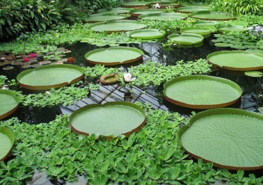 Jardín botánico, Lancetilla