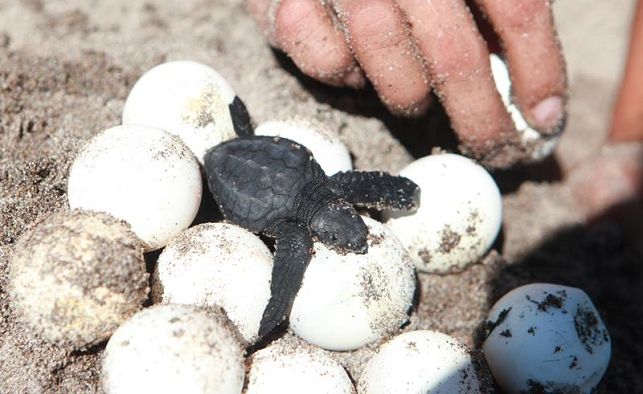 Se recolectaron más de 70 mil huevos de tortuga en Choluteca