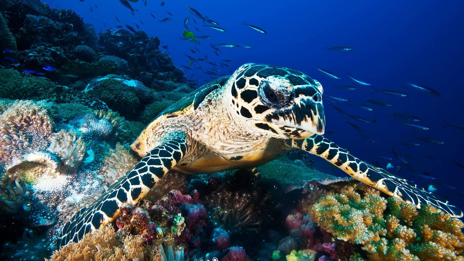 Voluntarios liberan a 100 tortugas de carey en Guanaja