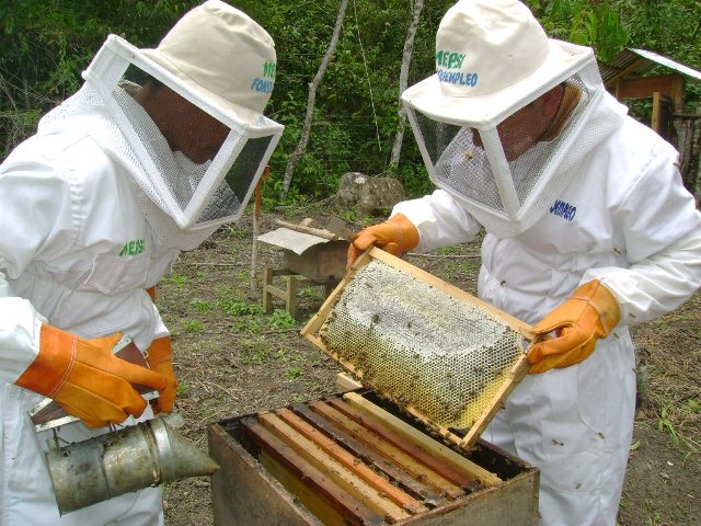 Beneficios de la apicultura en Honduras