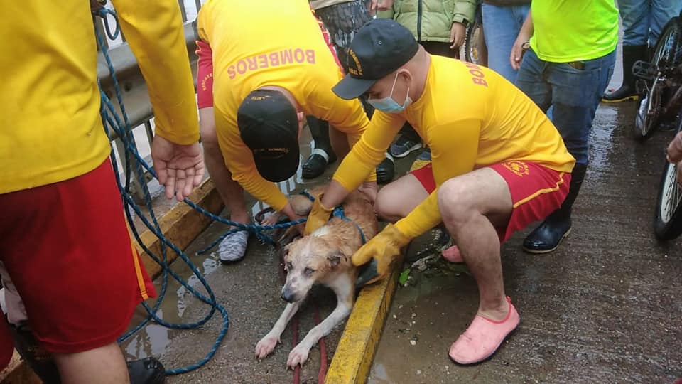 Bomberos de Honduras rescatan a un perro durante el Huracán ETA