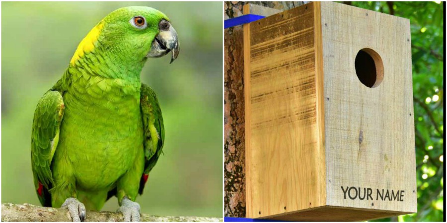 Organizaciones instalan nidos artificiales para aves en Roatán