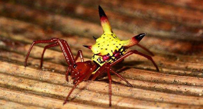 National Geographic destacó una araña endémica de Honduras