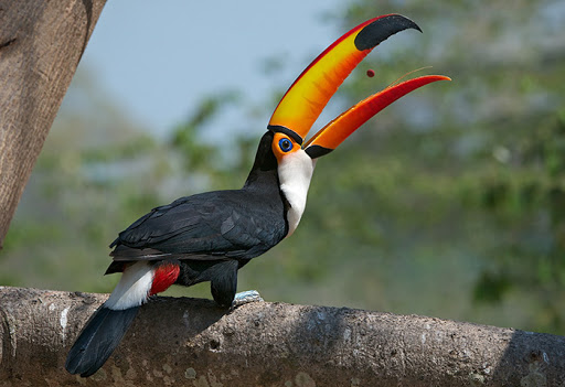 Las aves que embellecen Honduras