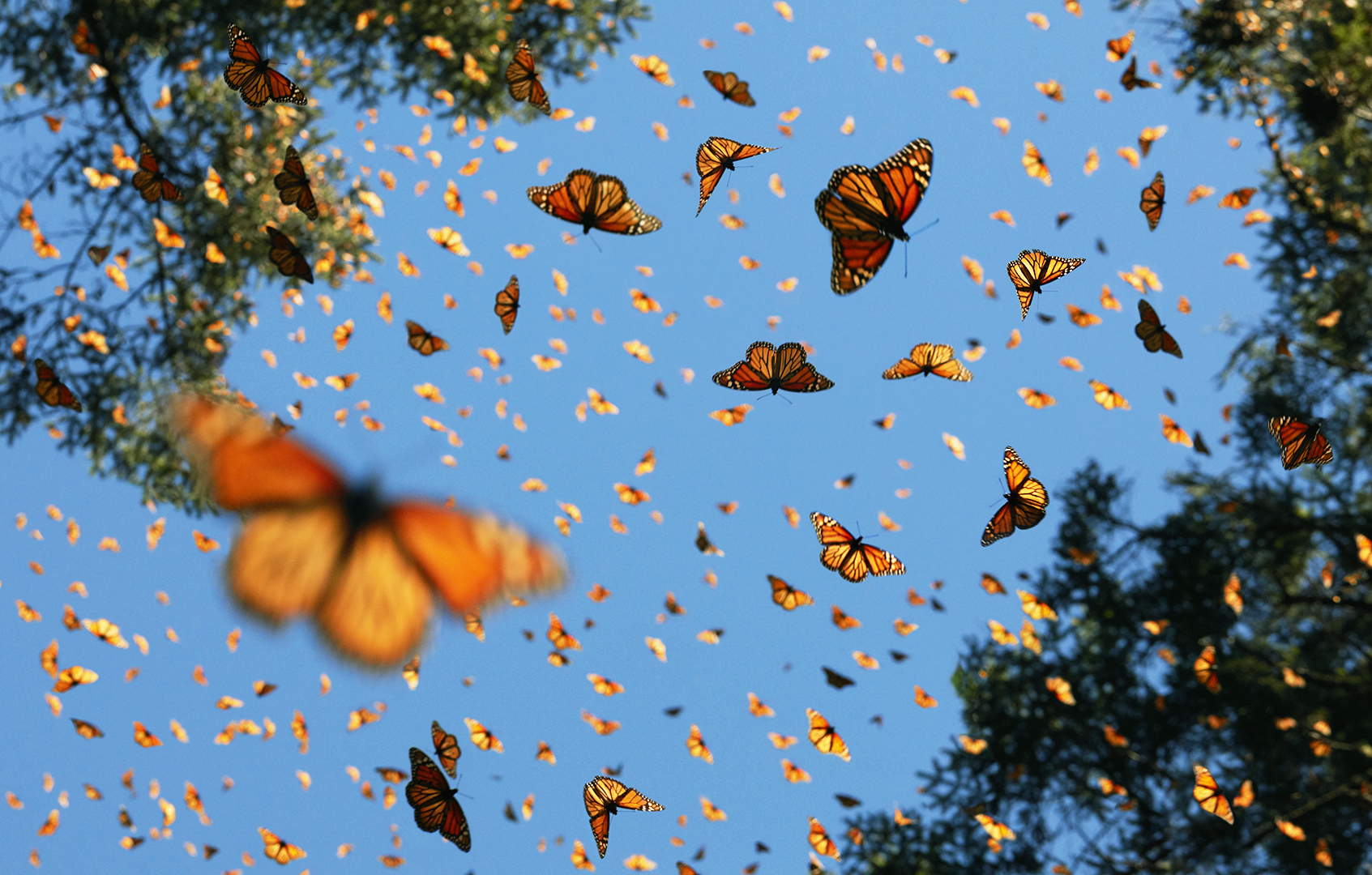 Algunas de las especies de mariposas que habitan en Honduras