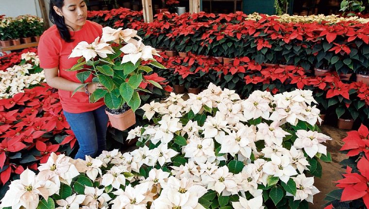 Flor de pascua, símbolo navideño