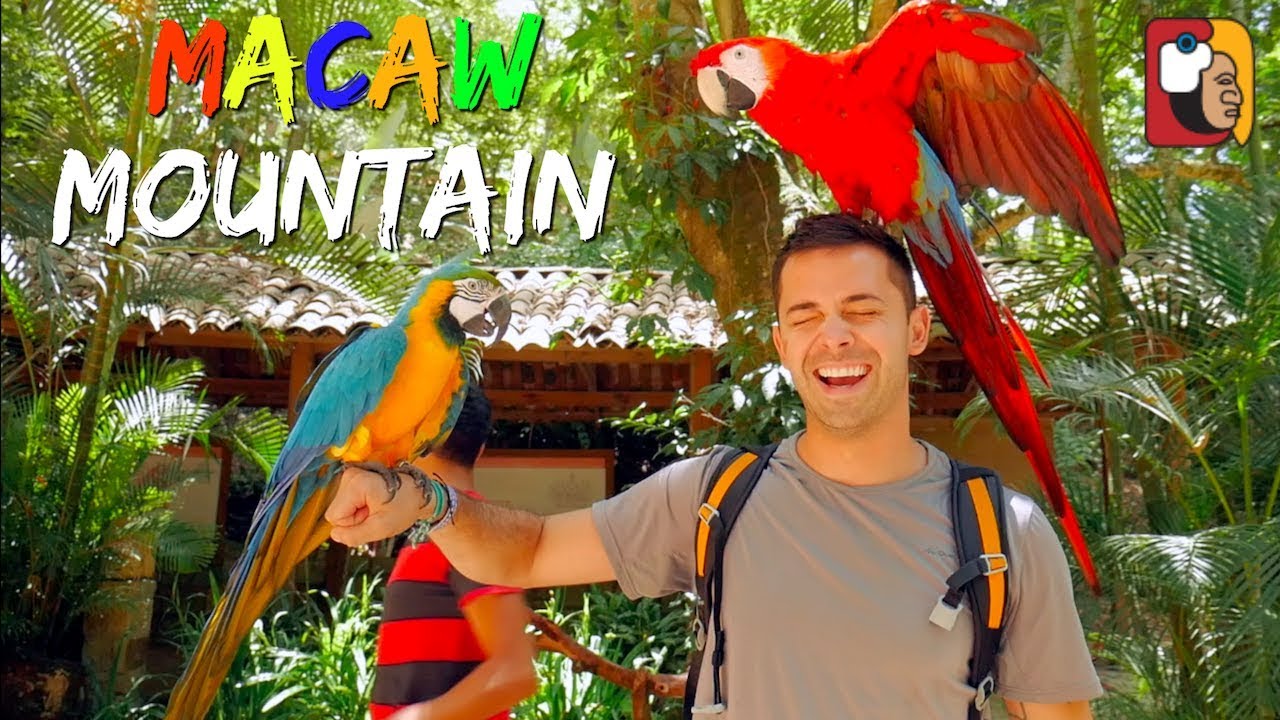 Parque Macaw Mountain Bird, Copan