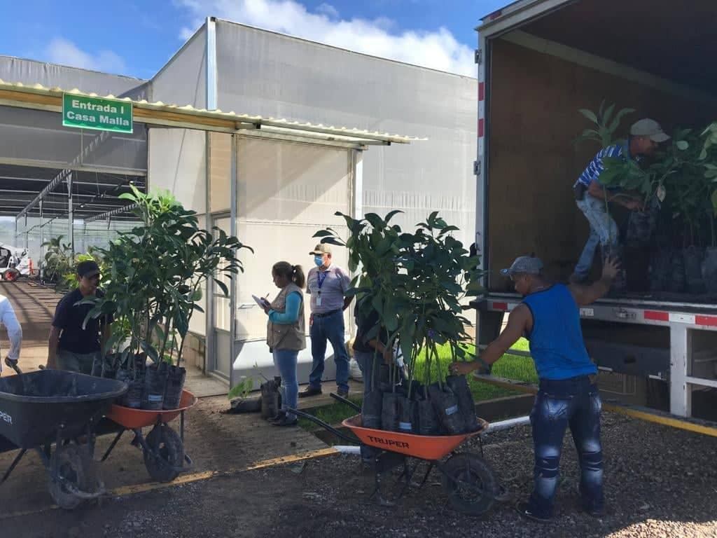 Entregan plantas de aguacate a diferentes departamentos de Honduras
