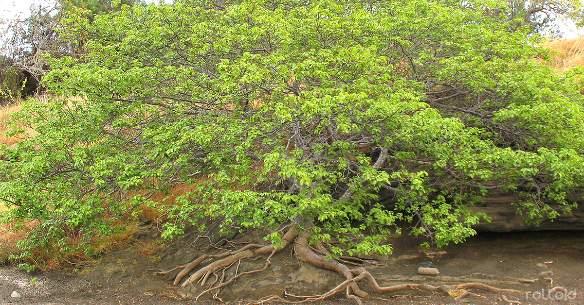 Datos sobre «El árbol de la muerte» que crece en Honduras