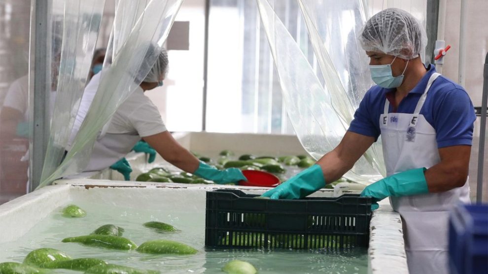 Inauguran planta exportadora de vegetales en Honduras