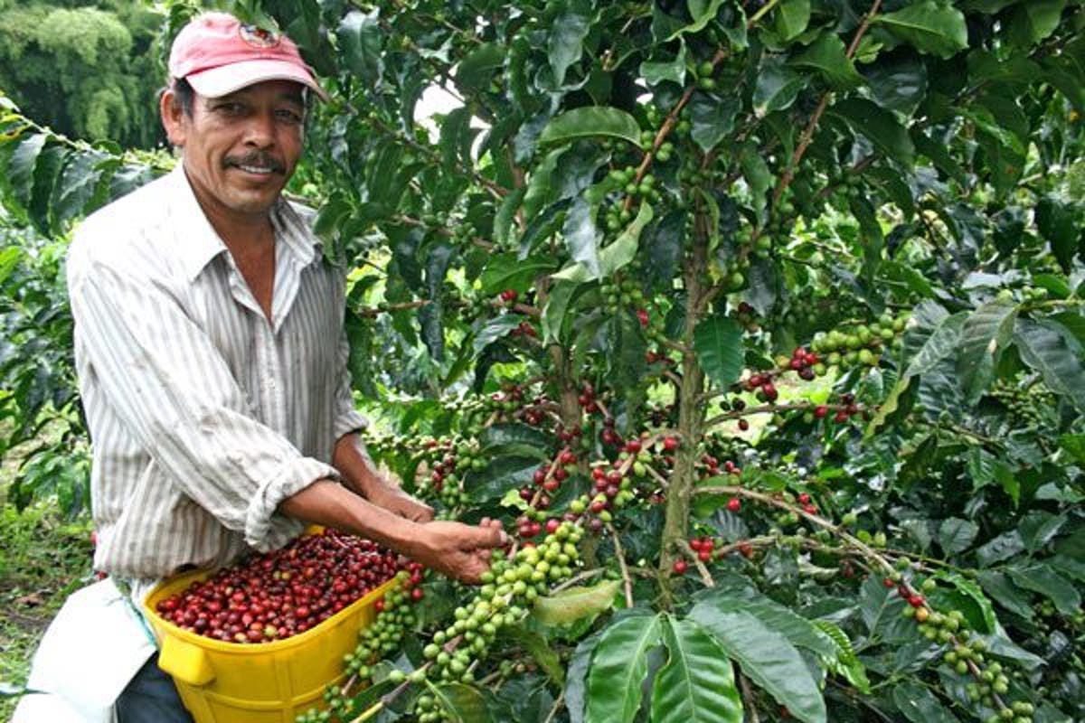 Empresa canadiense visita cafetales de Honduras para exportar