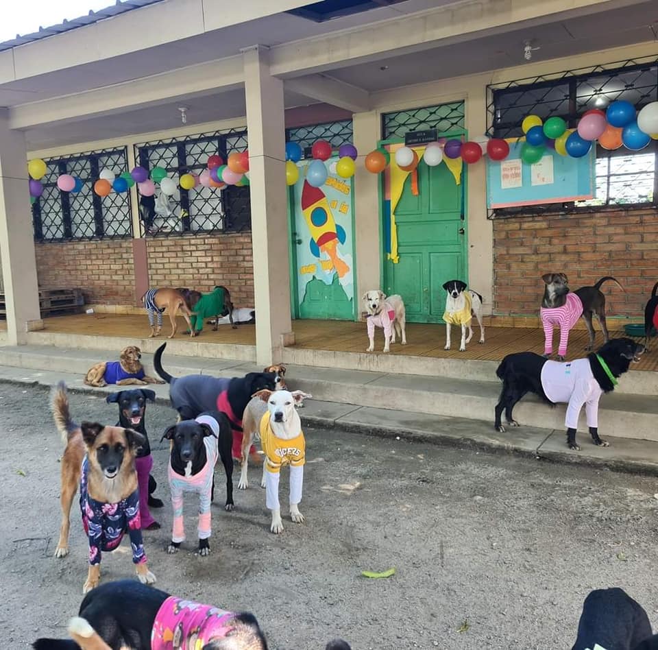 Ayuda a Fundación Amor y Abrigo con comida para mascotas