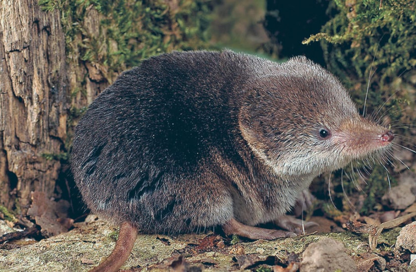 Encuentran una nueva especie de musaraña en Honduras