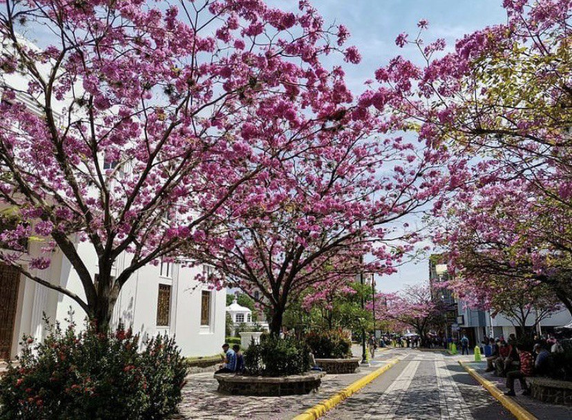 Macuelizo, árbol que embellece las calles de Honduras