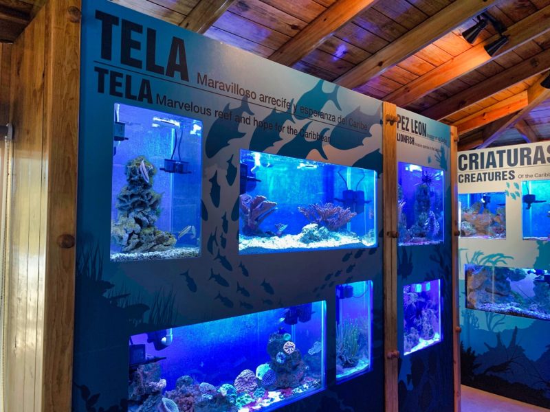 Tela Marine Research Center, el acuario de corales en Honduras
