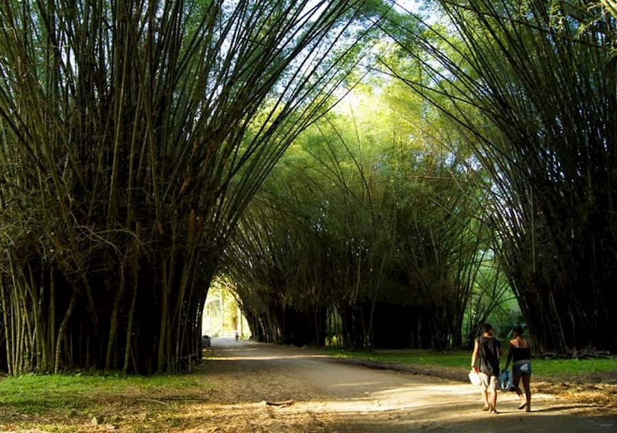 Jardín Botánico Lancetilla, el paraíso natural de Tela