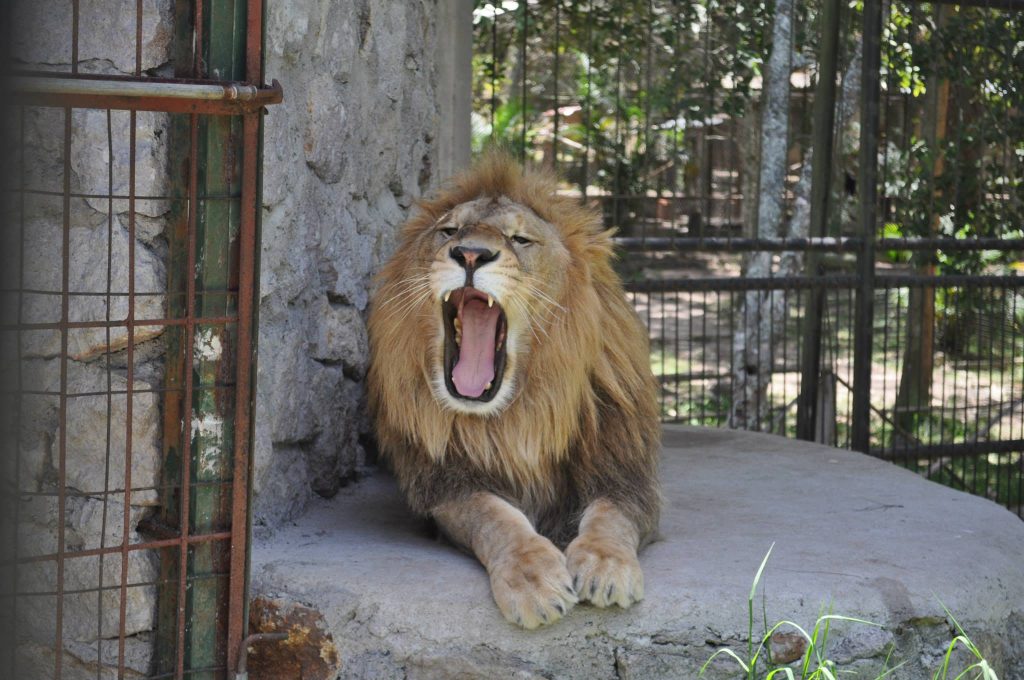 La imagen tiene un atributo ALT vacío; su nombre de archivo es leon-zoologico-rosy-walther-1024x680.jpg