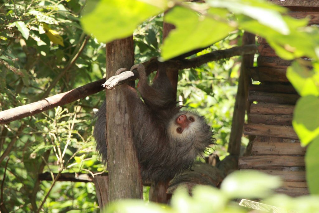 La imagen tiene un atributo ALT vacío; su nombre de archivo es zoologico-rosy-walther-1024x683.jpg