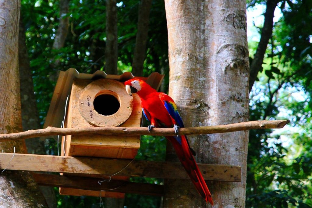 Se liberarán ocho guacamayas en en el Guacamaya Fest de Honduras