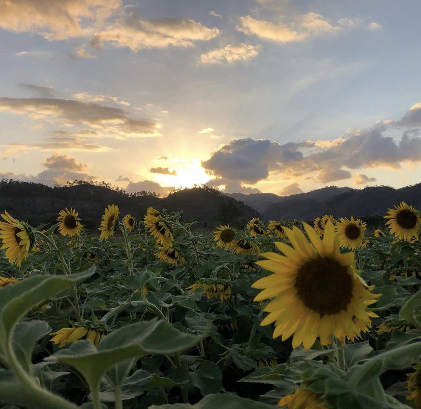 Paseo de los Girasoles, el espectáculo de Copán Ruinas