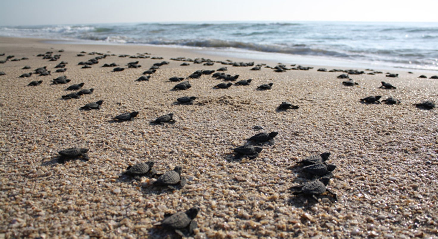 Lugares donde puedes vivir la experiencia de liberar tortugas desde la playa