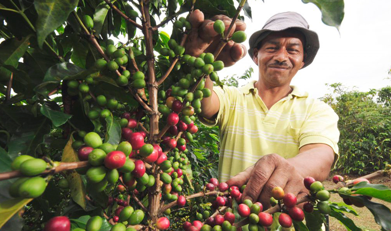Forbes Centroamérica destaca el café hondureño entre los mejores
