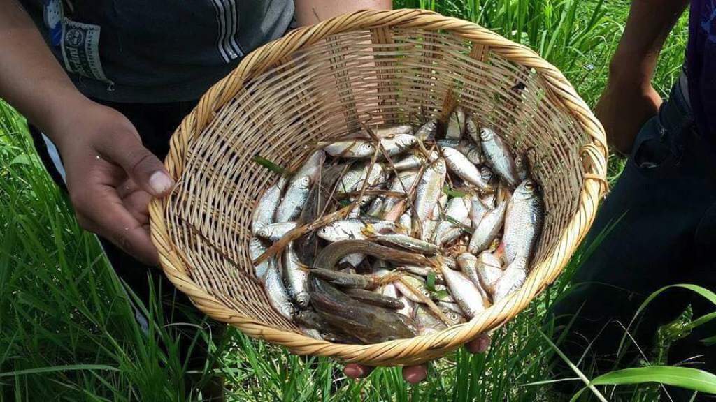 Se presenció la famosa lluvia de peces en Yoro de Honduras