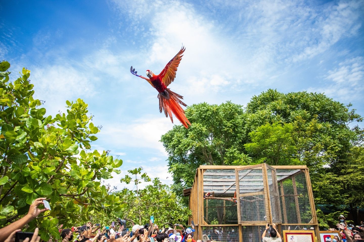 Liberan 6 guaras rojas en el Guacamaya Fest 2021