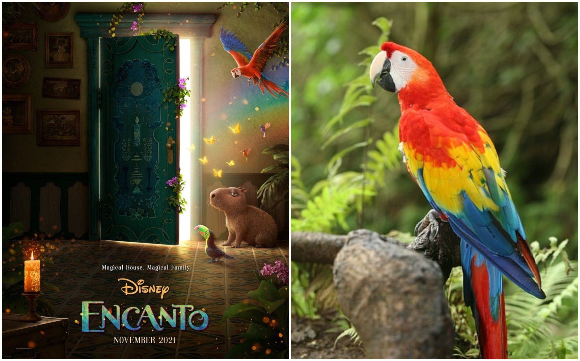 La nueva película de Disney «Encanto» destaca la guacamaya